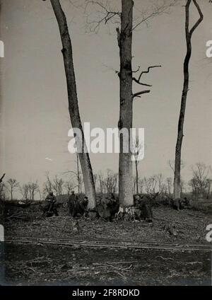Entdeckung eines Eichenwaldes im Besitz des Zaren-bildenden Eichenwaldes durch russische Kriegsgefangene in Bolgorodnica, 20.M. März 1916. Stockfoto