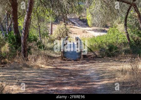 Hölzerner erhöhter Weg in Waldnaturpark. Stockfoto