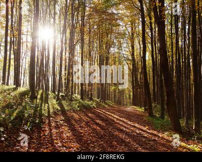 Blick aus dem herbstlichen Laubwald - europäische Buchenwälder (fagus sylvatica) Stockfoto