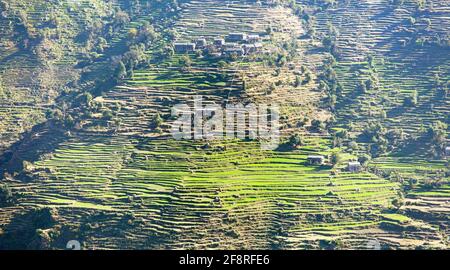 Grünes terrassenförmiges Reisfeld in nepal Stockfoto