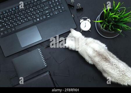 Neugierige Katze auf dem Tisch eines Geschäftsmannes. Business, Telearbeit, Selbststudienkonzept. Draufsicht, flach liegend, Low-Key. Stockfoto