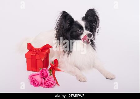 Der niedliche papillon Hund liegt neben einem Strauß mit rosa Rosen und einer roten Geschenkbox auf weißem Hintergrund. Grußkarte Stockfoto