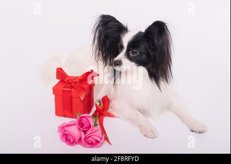 Der niedliche papillon Hund liegt neben einem Strauß mit rosa Rosen und einer roten Geschenkbox auf weißem Hintergrund. Grußkarte Stockfoto