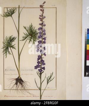 Kabeljau. Min. 53, Band 5, fol. 218r: Florilegium des Prinzen Eugen von Savoyen: Delphinium – larkspur ganze Seite: Pflanzenstudie für die Arten von larkspur (mit der Aufschrift: 'Delphinium perenne, montanum, villosum, Aconiti Folio'). In: Florilegium des Prinzen Eugen von Savoyen, Paris, 3. Viertel des 17. jh. Stockfoto