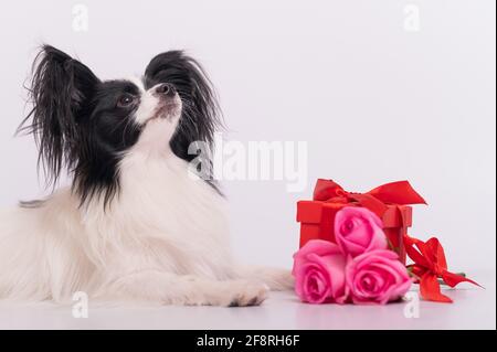 Der niedliche papillon Hund liegt neben einem Strauß mit rosa Rosen und einer roten Geschenkbox auf weißem Hintergrund. Grußkarte Stockfoto