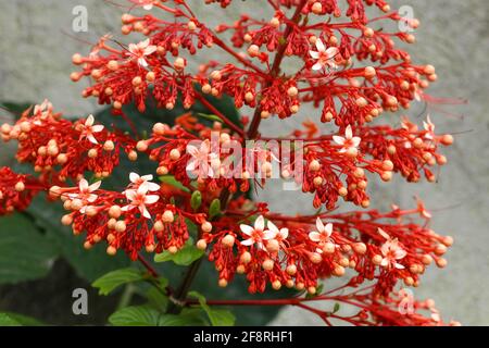 Nahaufnahme der roten Blüten von Clerodendrum paniculatum oder Pagodenblume, aufgenommen in Flores, Indonesien Stockfoto