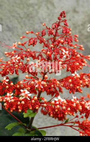 Nahaufnahme der roten Blüten von Clerodendrum paniculatum oder Pagodenblume, aufgenommen in Flores, Indonesien Stockfoto