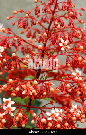 Nahaufnahme der roten Blüten von Clerodendrum paniculatum oder Pagodenblume, aufgenommen in Flores, Indonesien Stockfoto