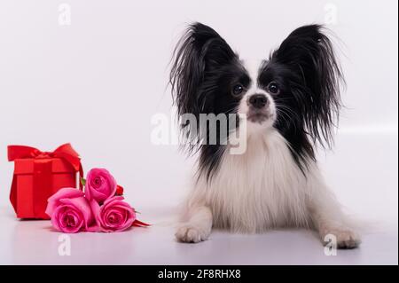 Der niedliche papillon Hund liegt neben einem Strauß mit rosa Rosen und einer roten Geschenkbox auf weißem Hintergrund. Grußkarte Stockfoto