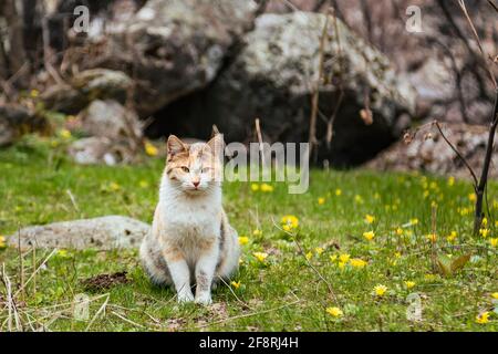 Schöne Katze sitzt auf Gras voller winziger gelber Blumen im Frühling neben dem Stein Stockfoto