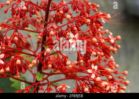 Eine schöne wilde Clerodendrum paniculatum, die Pagodenblume, ist eine blühende Pflanze der Gattung Clerodendrum. Sie ist im tropischen Asien beheimatet Stockfoto