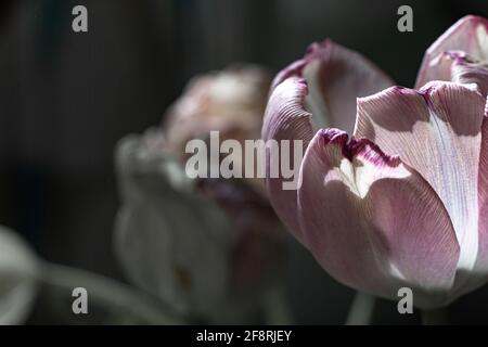 Blassrosa, verblassende Tulpe auf dunklem Hintergrund, Nahaufnahme Stockfoto