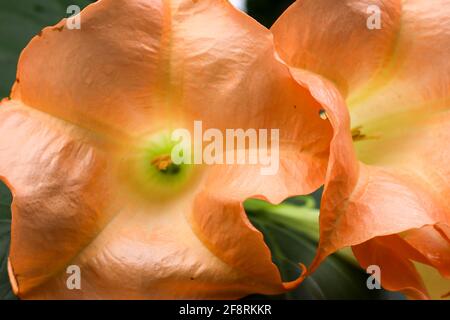 Schöne brugmansia oder Engel Trompete Blumen Nahaufnahme Stockfoto