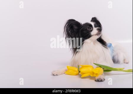 Lustiger Hund mit großen, zotteligen schwarzen Ohren und einem Strauß Von gelben Tulpen auf weißem Hintergrund Stockfoto