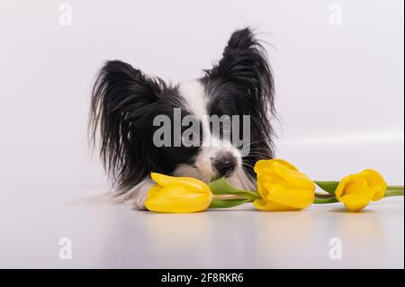 Lustiger Hund mit großen, zotteligen schwarzen Ohren und einem Strauß Von gelben Tulpen auf weißem Hintergrund Stockfoto