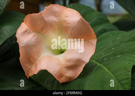 Schöne brugmansia oder Engel Trompete Blumen Nahaufnahme Stockfoto