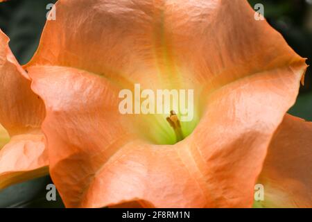 Schöne brugmansia oder Engel Trompete Blumen Nahaufnahme Stockfoto