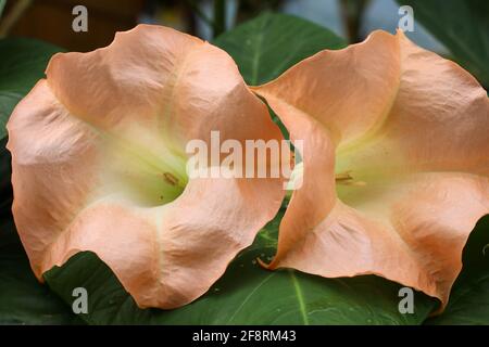 Schöne brugmansia oder Engel Trompete Blumen Nahaufnahme Stockfoto