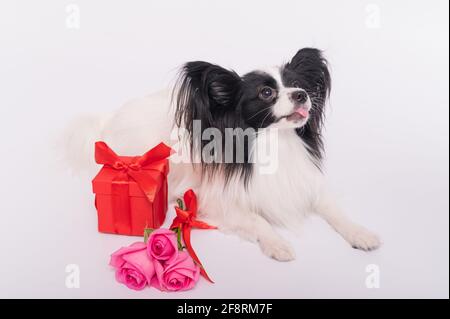 Der niedliche papillon Hund liegt neben einem Strauß mit rosa Rosen und einer roten Geschenkbox auf weißem Hintergrund. Grußkarte Stockfoto