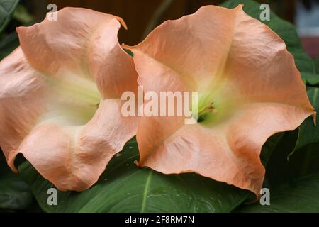 Schöne brugmansia oder Engel Trompete Blumen Nahaufnahme Stockfoto