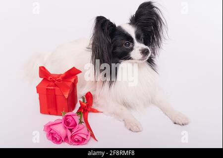 Der niedliche papillon Hund liegt neben einem Strauß mit rosa Rosen und einer roten Geschenkbox auf weißem Hintergrund. Grußkarte Stockfoto