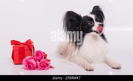 Der niedliche papillon Hund liegt neben einem Strauß mit rosa Rosen und einer roten Geschenkbox auf weißem Hintergrund. Grußkarte Stockfoto