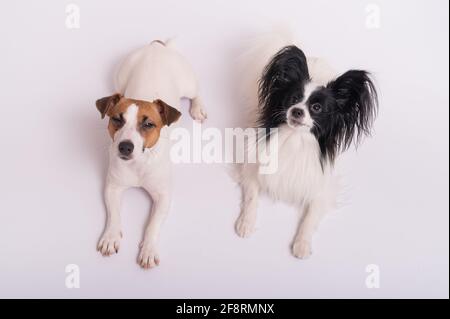 Zwei kleine niedliche Hunde Jack Russell Terrier und Papillon brüten Auf weißem Hintergrund Stockfoto