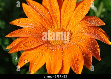 Gazania mit Tröpfchen. Stockfoto