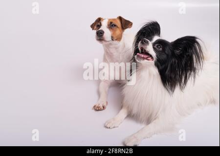 Zwei kleine niedliche Hunde Jack Russell Terrier und Papillon brüten Auf weißem Hintergrund Stockfoto