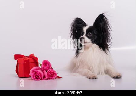 Der niedliche papillon Hund liegt neben einem Strauß mit rosa Rosen und einer roten Geschenkbox auf weißem Hintergrund. Grußkarte Stockfoto