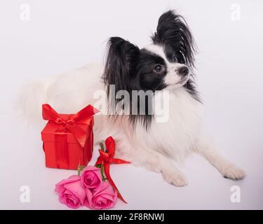 Der niedliche papillon Hund liegt neben einem Strauß mit rosa Rosen und einer roten Geschenkbox auf weißem Hintergrund. Grußkarte Stockfoto