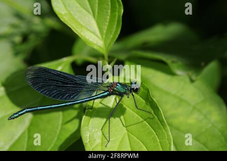 Gebänderte schwarzflügel, gebänderter agrion, gebänderte demoiselle (Calopteryx splendens, Agrion splendens), sitzt auf einem Blatt, Österreich Stockfoto