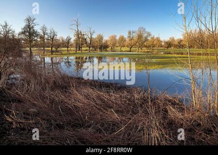 Hochwasser in der Urdenbacher Kaempe, Naturschutzgebiet, Deutschland, Nordrhein-Westfalen, Niederrhein Stockfoto