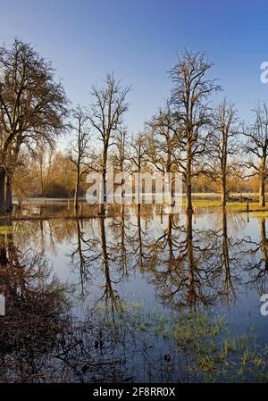 Hochwasser in der Urdenbacher Kaempe, Naturschutzgebiet, Deutschland, Nordrhein-Westfalen, Niederrhein Stockfoto