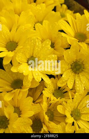 Gelbe Chrysantheme mit Tröpfchen. Stockfoto