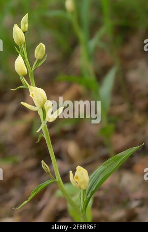 Weißes Helleborin (Cepalanthera damasonium), Blütenstand mit Blütenknospen, Deutschland, Bayern Stockfoto