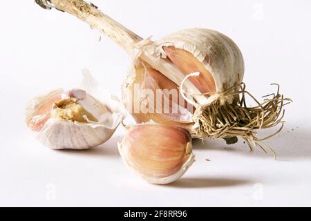 Gewöhnlicher Knoblauch (Allium sativum), Knoblauchzwiebel mit Knoblauchzehen Stockfoto