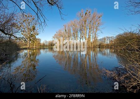 Hochwasser in der Urdenbacher Kaempe, Naturschutzgebiet, Deutschland, Nordrhein-Westfalen, Niederrhein Stockfoto