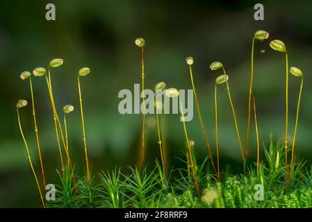 Star Moos, Haircap Moos, Hair Moss (Polytrichum formosum, Polytrichum attenuatum), mit Sporenkapseln, Deutschland, Bayern, Murnauer Moos Stockfoto