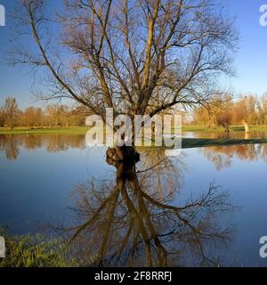 Hochwasser in der Urdenbacher Kaempe, Naturschutzgebiet, Deutschland, Nordrhein-Westfalen, Niederrhein Stockfoto