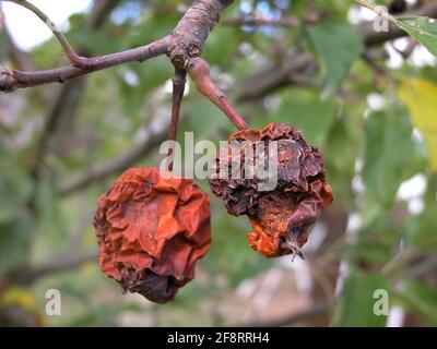 apfelbaum (Malus domestica), faule Äpfel auf einem Baum, Österreich Stockfoto