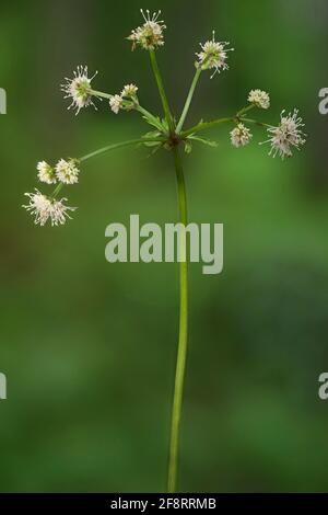 Holzheilmittel (Sanicula europaea), Blütenstand, Deutschland, Bayern Stockfoto