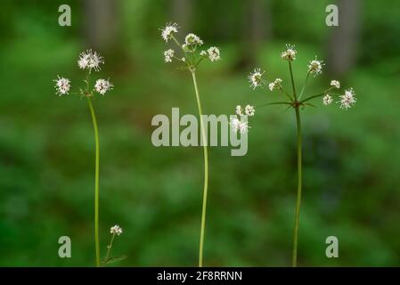 Holzheilmittel (Sanicula europaea), Blütenstände, Deutschland, Bayern Stockfoto