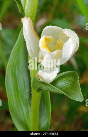 Weißes Helleborin (Cepalanthera damasonium), Blume, Deutschland, Bayern Stockfoto