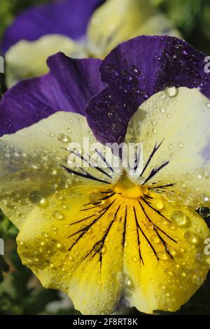 Stiefmütterchen mit Tropfen. Stockfoto