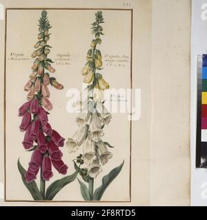 Kabeljau. Min. 53, Band 5, fol. 221r: Florilegium des Prinzen Eugen von Savoyen: Digitalis – Foxglove ganze Seite: Pflanzenstudie (Foxglove, beschriftet: 'Digitalis purpurca' und 'Digitalis flore magno candido'). In: Florilegium des Prinzen Eugen von Savoyen, Paris, 3. Viertel des 17. jh. Stockfoto