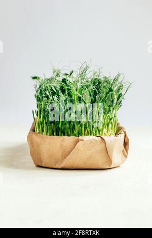 Microgreens Sprossen isoliert auf weißem Hintergrund. Vegane Mikro-Sonnenblumenkraut Triebe, Mikrogrün Nahaufnahme, wächst gekeimt Sonnenblumenkerne, minimal Stockfoto