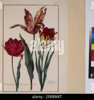 Kabeljau. Min. 53, Band 10, fol. 486r: Florilegium des Prinzen Eugen von Savoyen: Tulpen ganze Seite: Pflanzenstudie (Tulpen, 'Tulipae ferotinae flore pleno B.P. Tardives à Fleur double'). In: Florilegium des Prinzen Eugen von Savoyen, Paris, 3. Viertel des 17. jh. Stockfoto