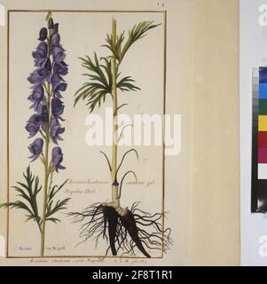 Kabeljau. Min. 53, Band 1, fol. 14r: Florilegium des Prinzen Eugen von Savoyen: Aconitum coeruleum sive napellus – monkshood ganze Seite: Pflanzenstudie (Aconitum coeruleum, sive napellus). In: Florilegium des Prinzen Eugen von Savoyen, Paris, 3. Viertel des 17. jh. Stockfoto