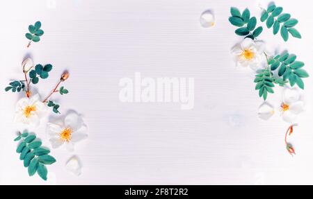 Sommerblumen Hintergrund mit Komposition aus weißen Rosenblüten. Flach liegend, Draufsicht, freier Platz für Text Stockfoto